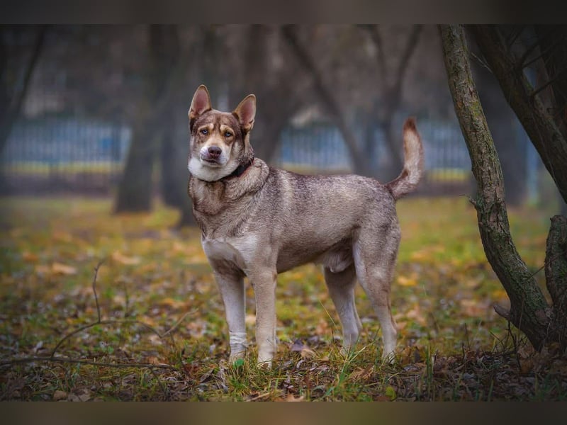 Typisch Husky mit untypisch ruhigem Charakter, lieber Kevin sucht Platz
