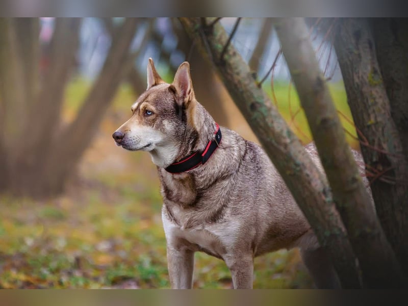 Typisch Husky mit untypisch ruhigem Charakter, lieber Kevin sucht Platz