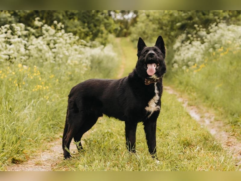 Schäferhundmix Berch für erfahrenen Halter