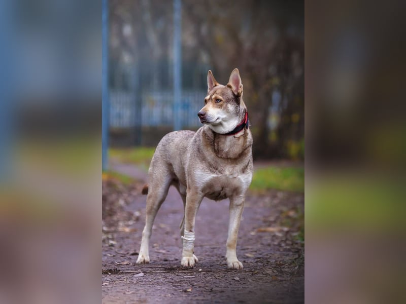 Typisch Husky mit untypisch ruhigem Charakter, lieber Kevin sucht Platz