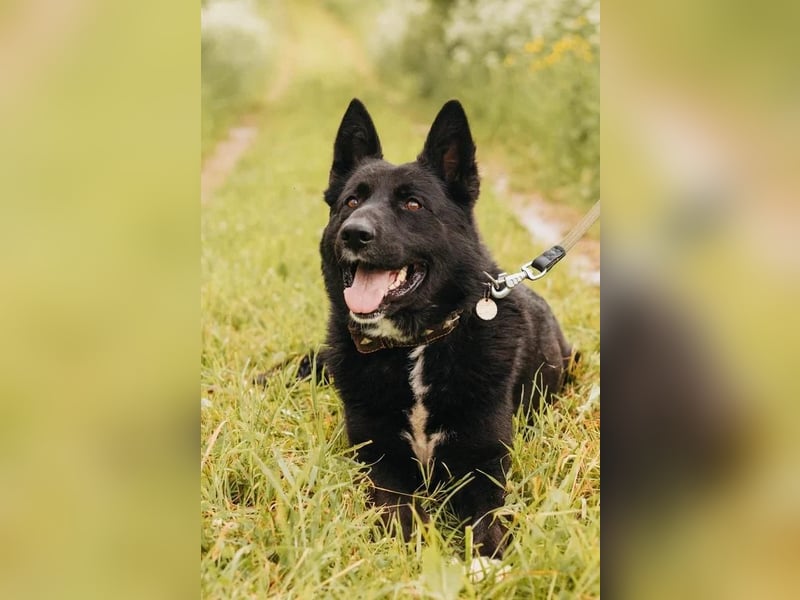 Schäferhundmix Berch für erfahrenen Halter