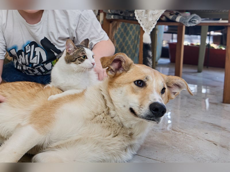Neugierige MOLLI sucht eine Familie