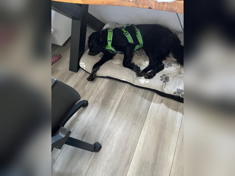 Romeo - Rassiger Retriever-Mischling sucht seine Familie