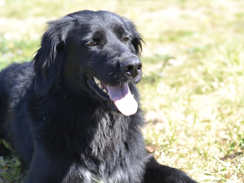 Romeo - Rassiger Retriever-Mischling sucht seine Familie