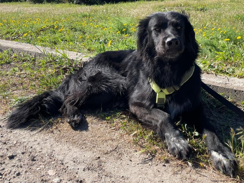 Romeo - Rassiger Retriever-Mischling sucht seine Familie