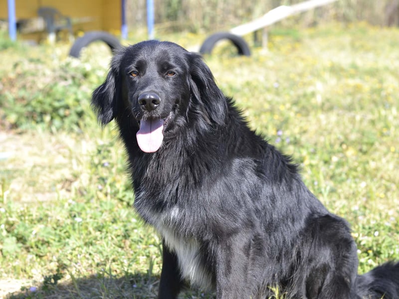Romeo - Rassiger Retriever-Mischling sucht seine Familie