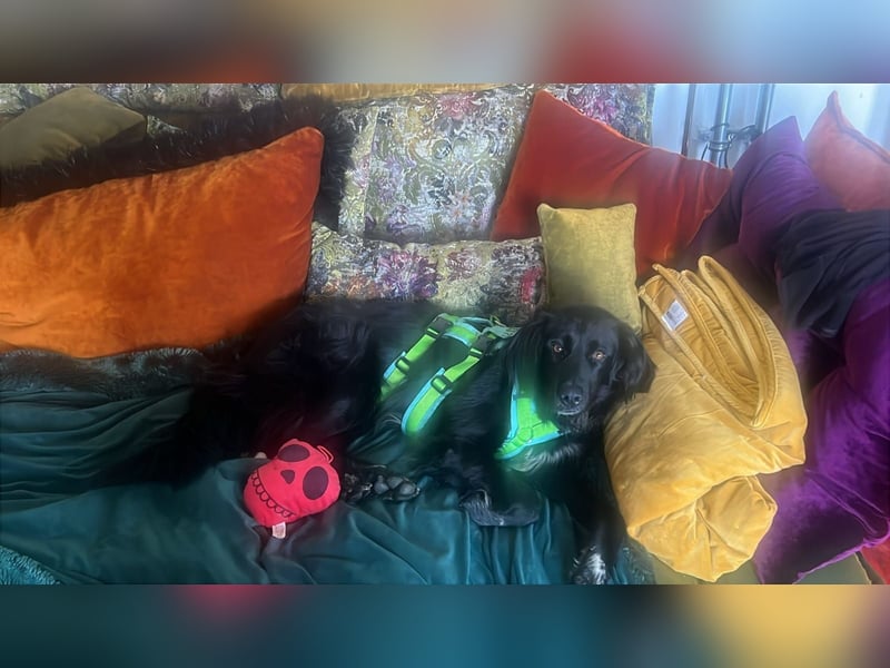 Romeo - Rassiger Retriever-Mischling sucht seine Familie