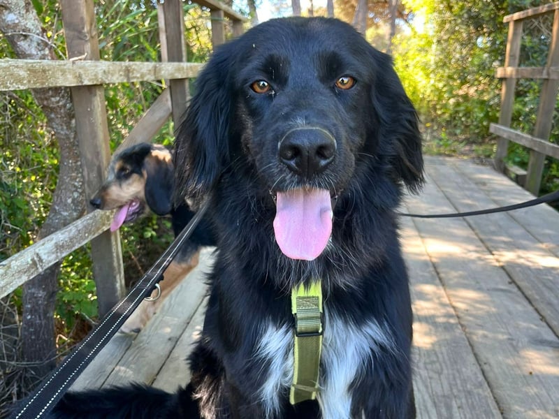 Romeo - Rassiger Retriever-Mischling sucht seine Familie