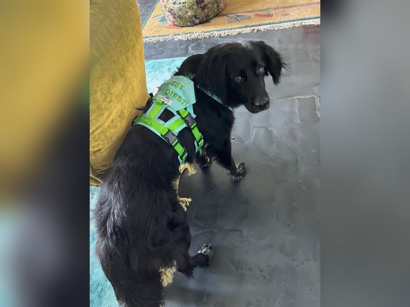 Romeo - Rassiger Retriever-Mischling sucht seine Familie