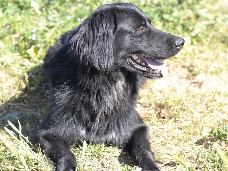 Romeo - Rassiger Retriever-Mischling sucht seine Familie