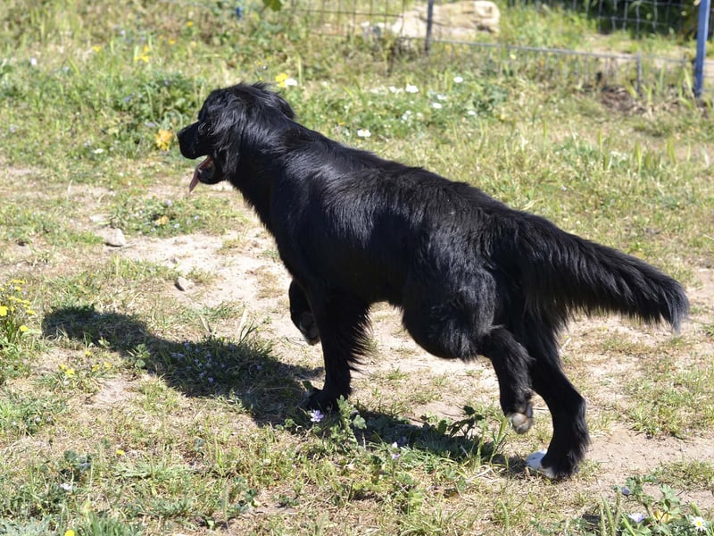Romeo - Rassiger Retriever-Mischling sucht seine Familie