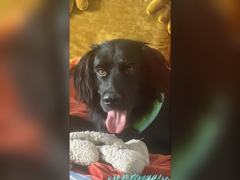 Romeo - Rassiger Retriever-Mischling sucht seine Familie