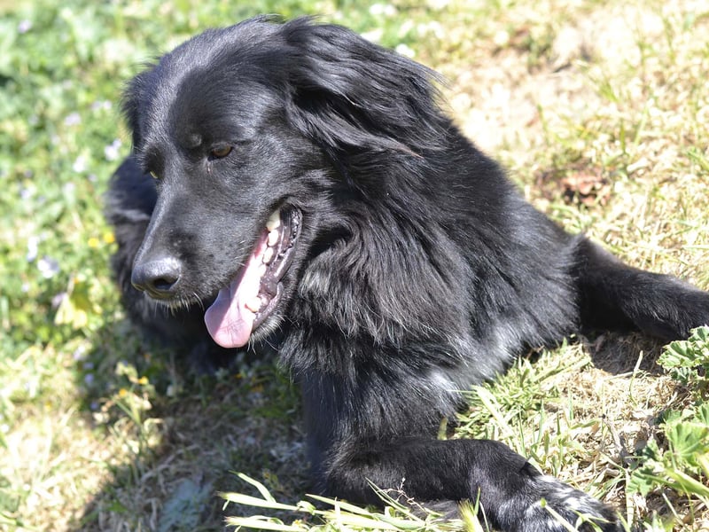 Romeo - Rassiger Retriever-Mischling sucht seine Familie