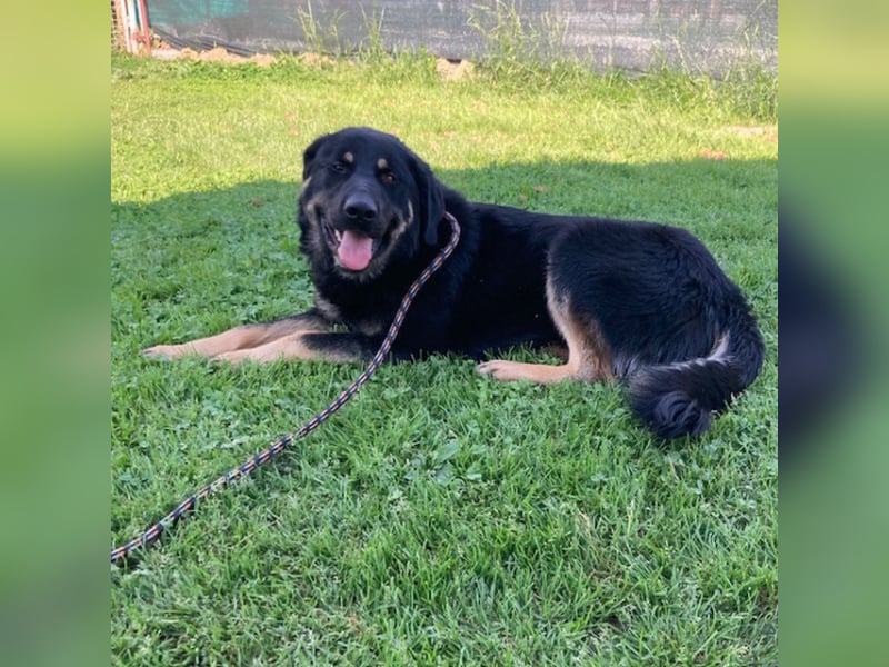Hector