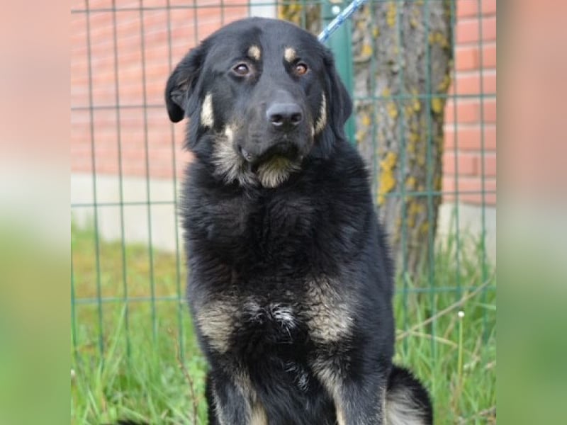 Hector