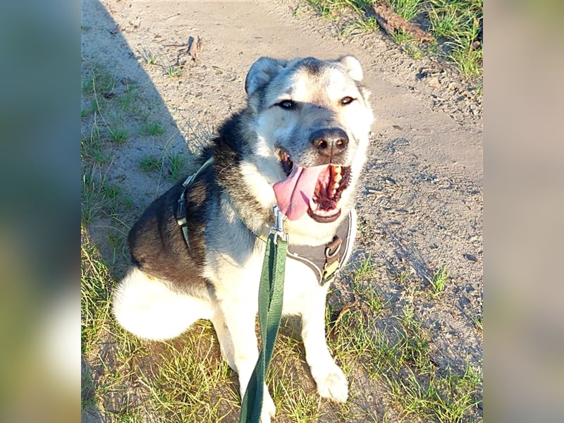 JANNO - intelligenter Freigeist sucht Partner/ Partnerin