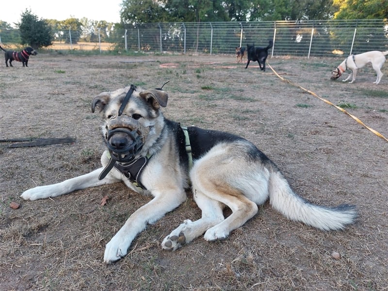 JANNO - intelligenter Freigeist sucht Partner/ Partnerin