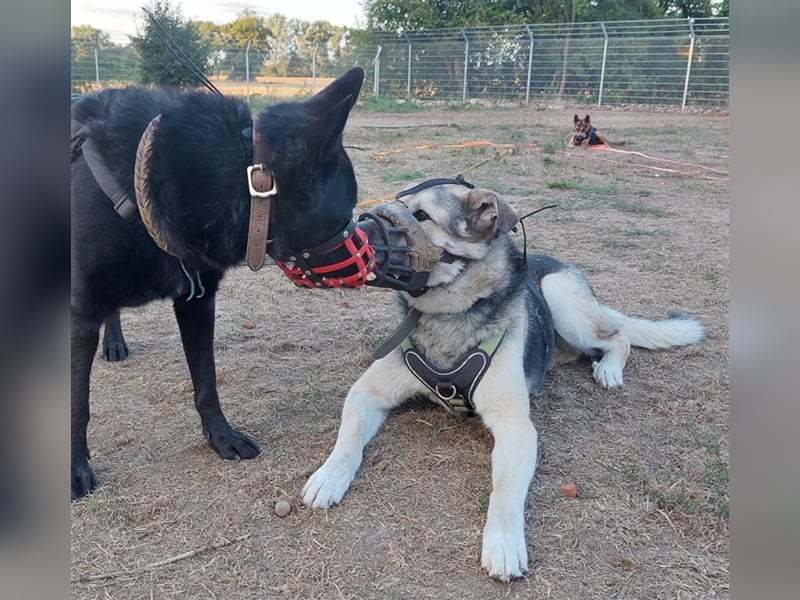 JANNO - intelligenter Freigeist sucht Partner/ Partnerin