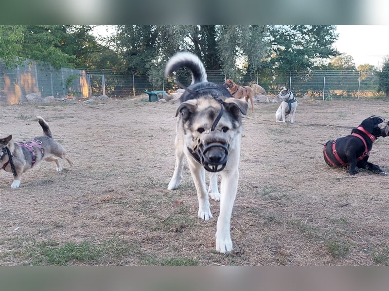 JANNO - intelligenter Freigeist sucht Partner/ Partnerin