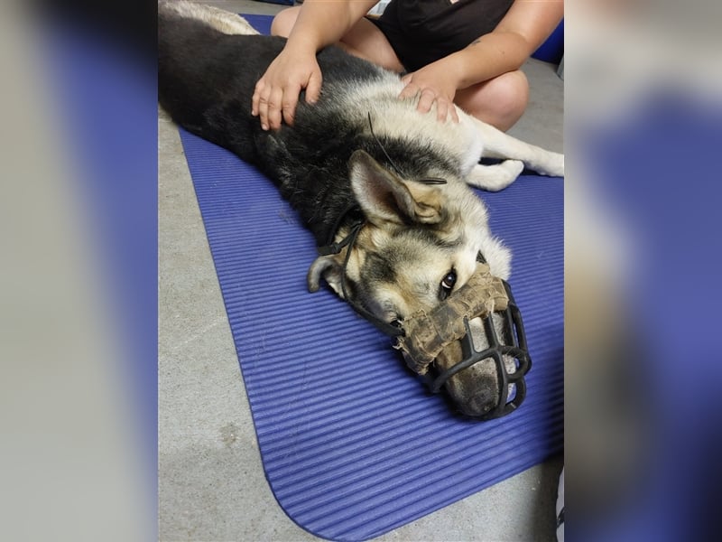 JANNO - intelligenter Freigeist sucht Partner/ Partnerin