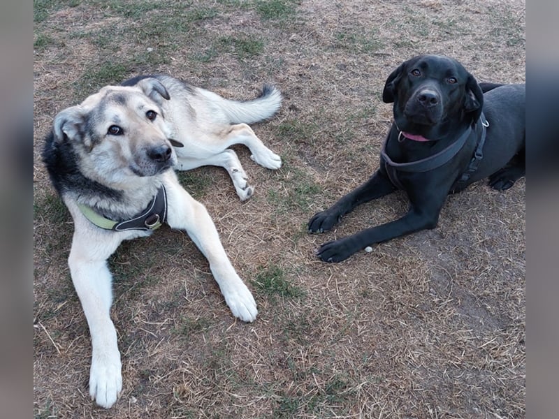 JANNO - intelligenter Freigeist sucht Partner/ Partnerin