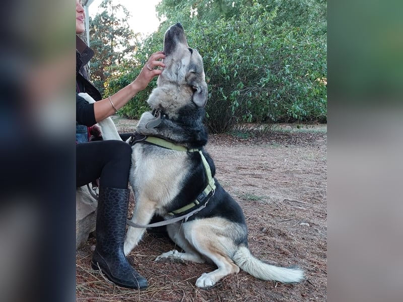 JANNO - intelligenter Freigeist sucht Partner/ Partnerin