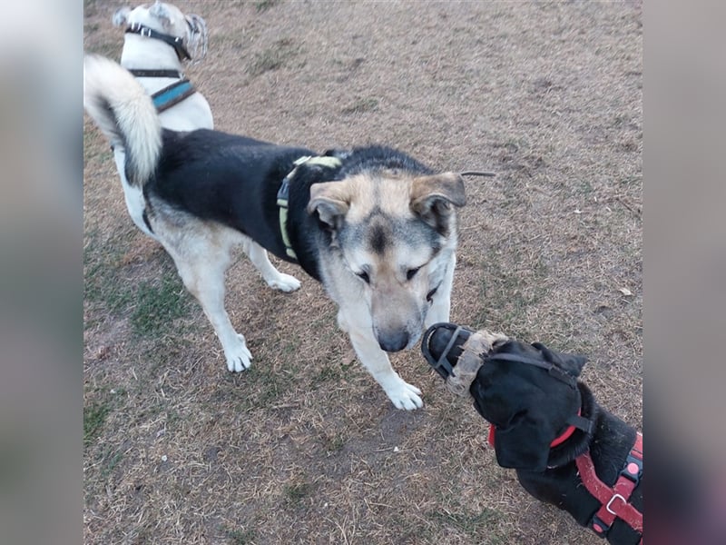 JANNO - intelligenter Freigeist sucht Partner/ Partnerin