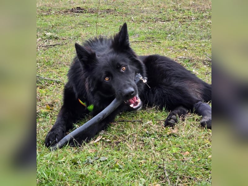 Wolfie sucht ein Zuhause