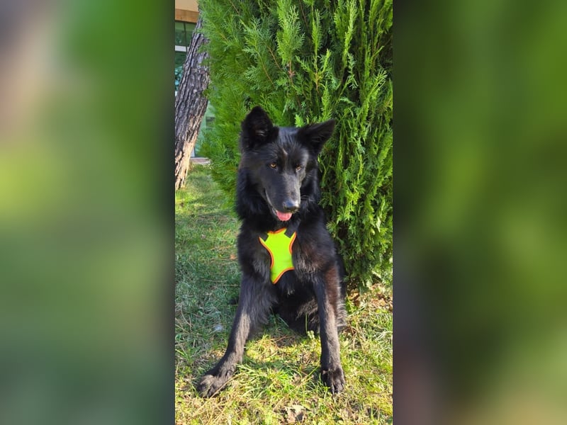 Wolfie sucht ein Zuhause