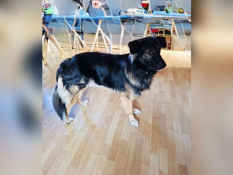 Cooper sucht ein neues Zuhause