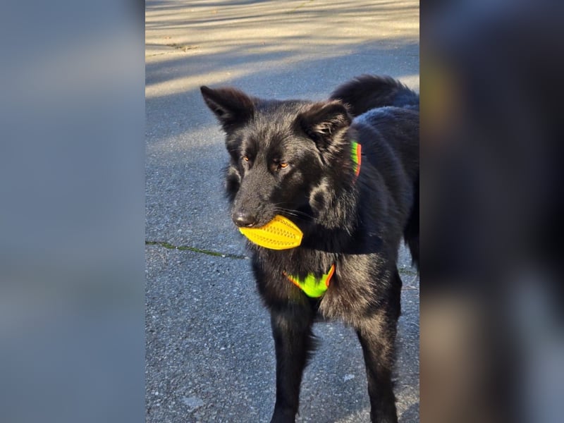 Wolfie sucht ein Zuhause