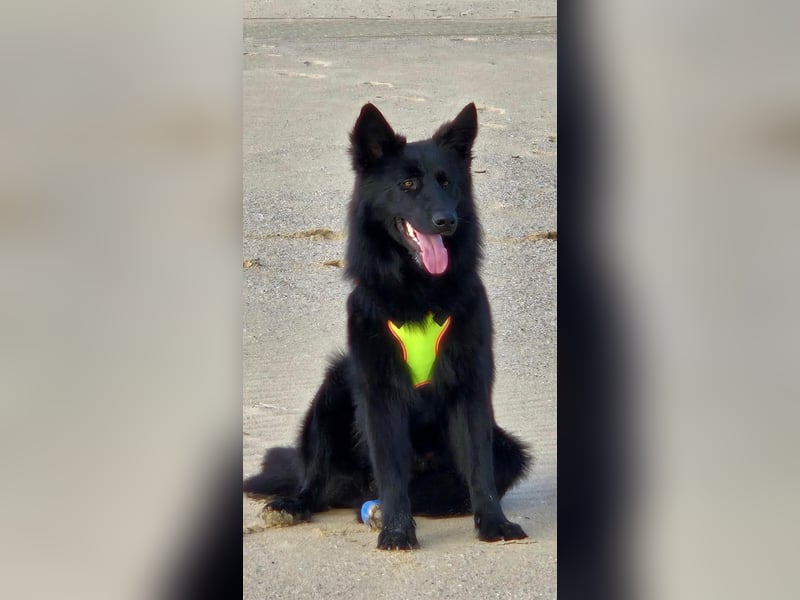 Wolfie sucht ein Zuhause