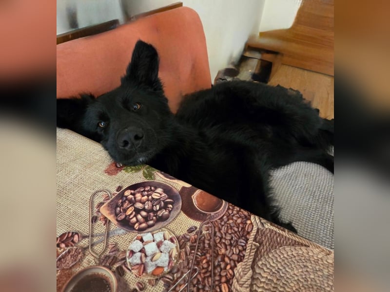 Wolfie sucht ein Zuhause