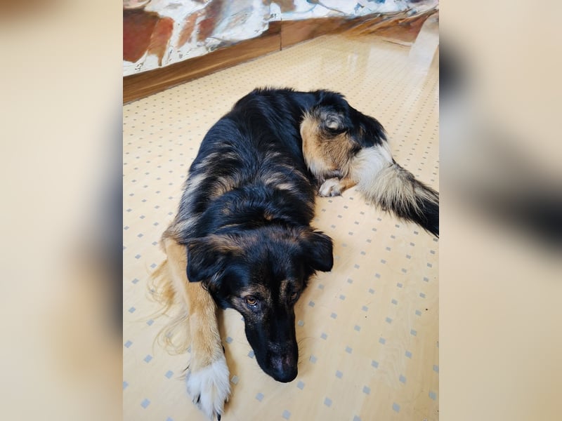 Cooper sucht ein neues Zuhause