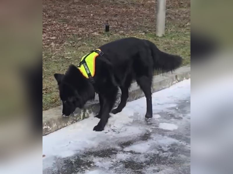 Wolfie sucht ein Zuhause