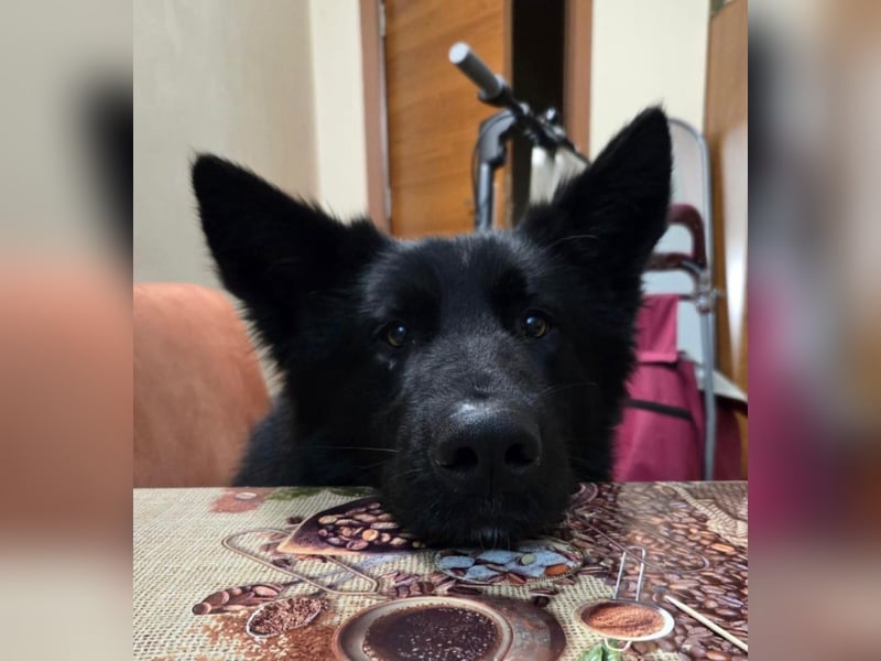 Wolfie sucht ein Zuhause