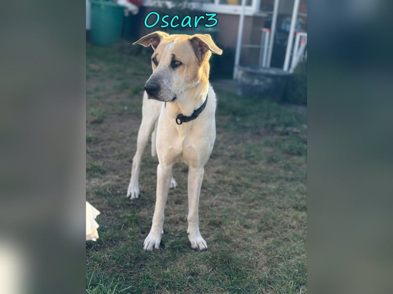 DRINGEND! Oscar3 geb. 12/2020 (in Deutschland) - ausgeglichener Griechischer Herdenschutzhund Mix!