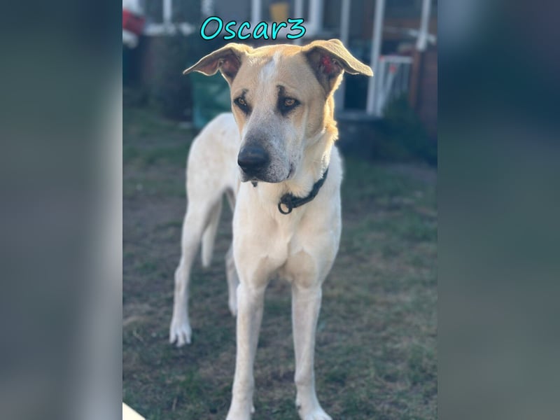 DRINGEND! Oscar3 geb. 12/2020 (in Deutschland) - ausgeglichener Griechischer Herdenschutzhund Mix!