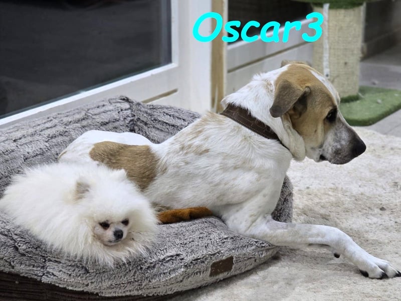 DRINGEND! Oscar3 geb. 12/2020 (in Deutschland) - ausgeglichener Griechischer Herdenschutzhund Mix!