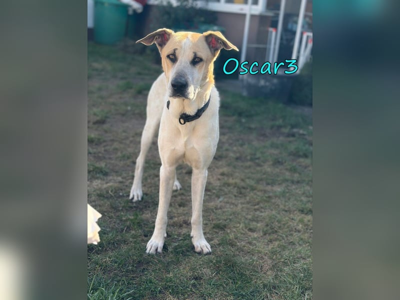 DRINGEND! Oscar3 geb. 12/2020 (in Deutschland) - ausgeglichener Griechischer Herdenschutzhund Mix!