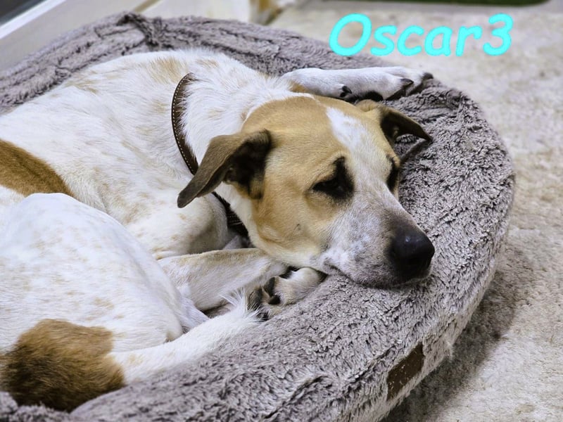 DRINGEND! Oscar3 geb. 12/2020 (in Deutschland) - ausgeglichener Griechischer Herdenschutzhund Mix!
