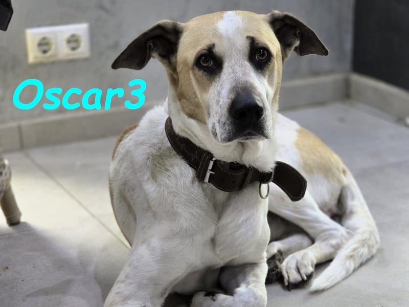 DRINGEND! Oscar3 geb. 12/2020 (in Deutschland) - ausgeglichener Griechischer Herdenschutzhund Mix!