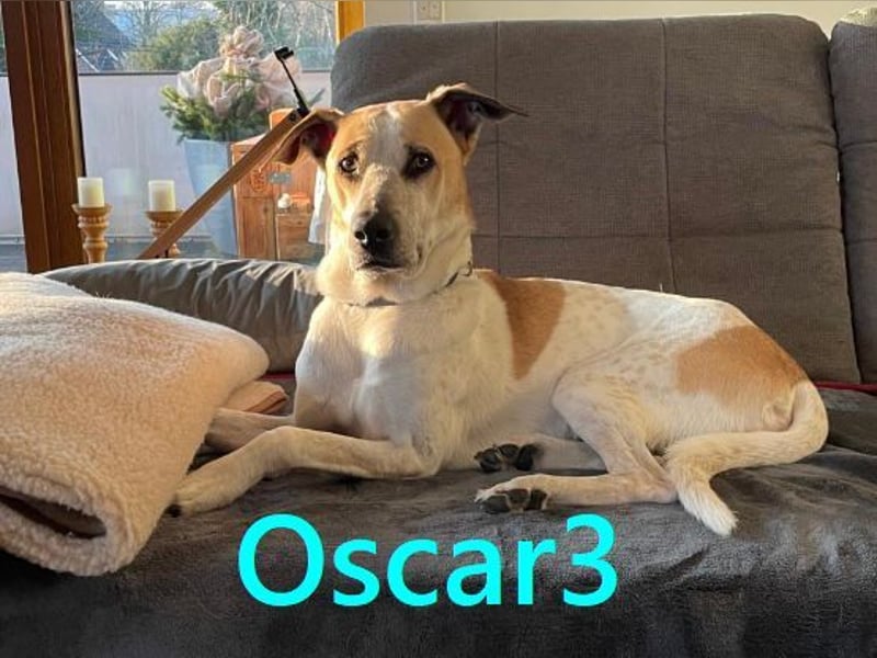 DRINGEND! Oscar3 geb. 12/2020 (in Deutschland) - ausgeglichener Griechischer Herdenschutzhund Mix!