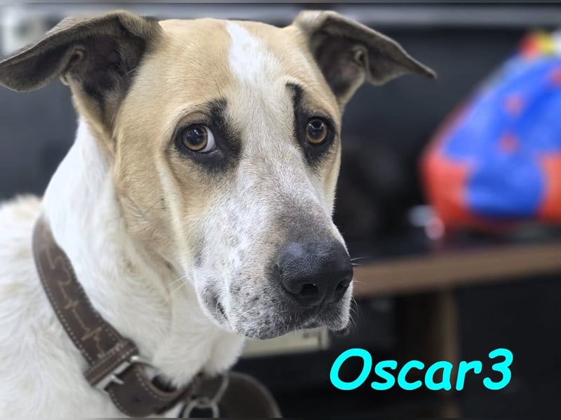 DRINGEND! Oscar3 geb. 12/2020 (in Deutschland) - ausgeglichener Griechischer Herdenschutzhund Mix!