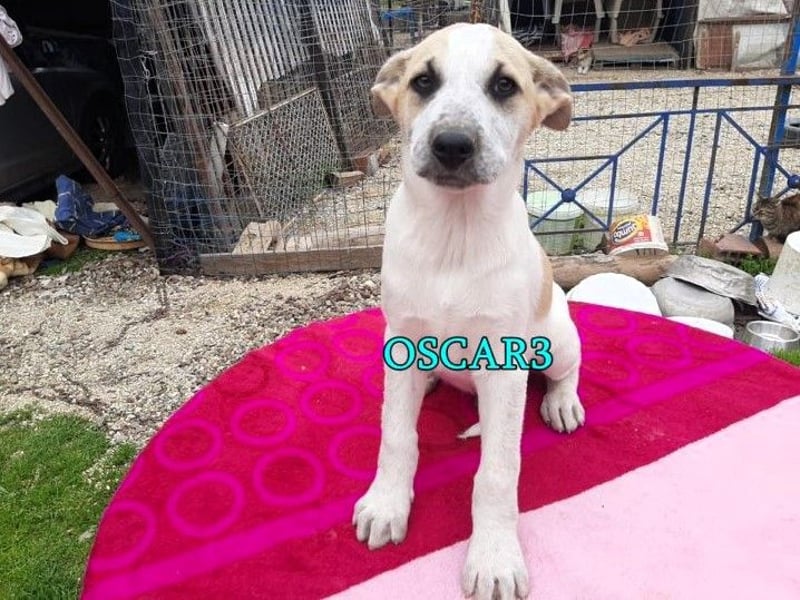 DRINGEND! Oscar3 geb. 12/2020 (in Deutschland) - ausgeglichener Griechischer Herdenschutzhund Mix!