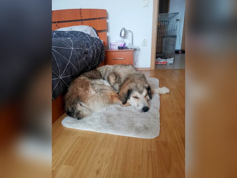 Fistic, süßer Dreibeiner, möchte auch so gerne eine Familie. Wer gibt ihm eine Chance?