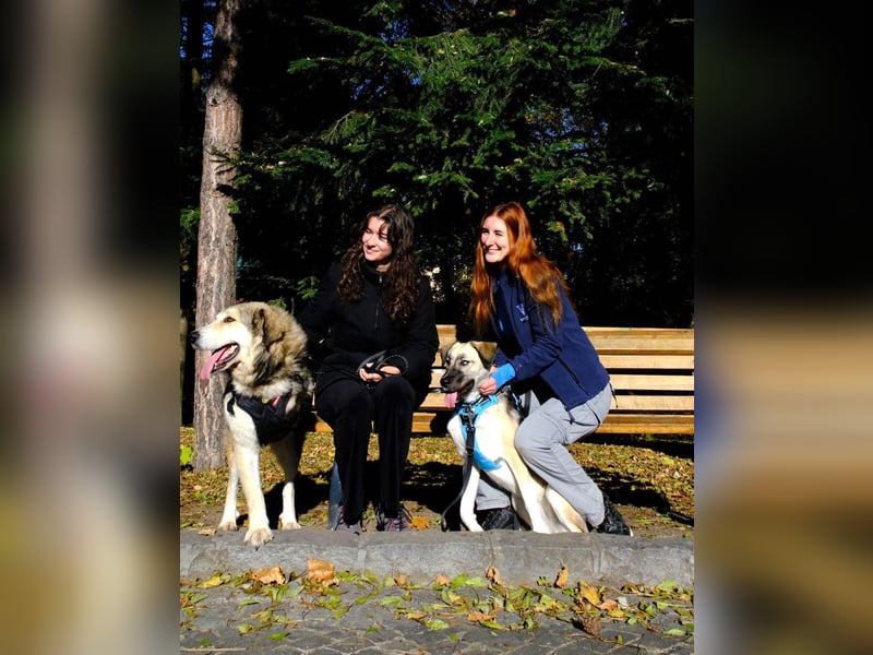 Fistic, süßer Dreibeiner, möchte auch so gerne eine Familie. Wer gibt ihm eine Chance?