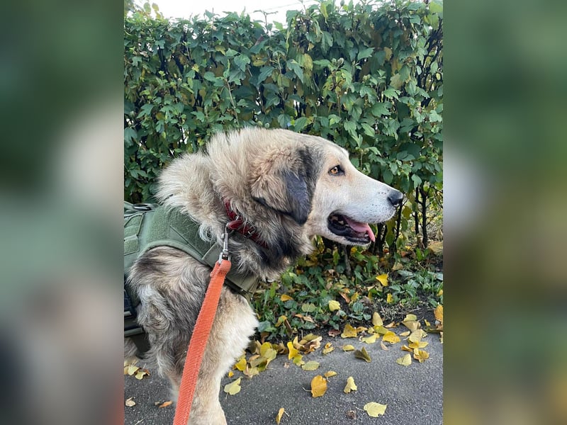 Fistic, süßer Dreibeiner, möchte auch so gerne eine Familie. Wer gibt ihm eine Chance?