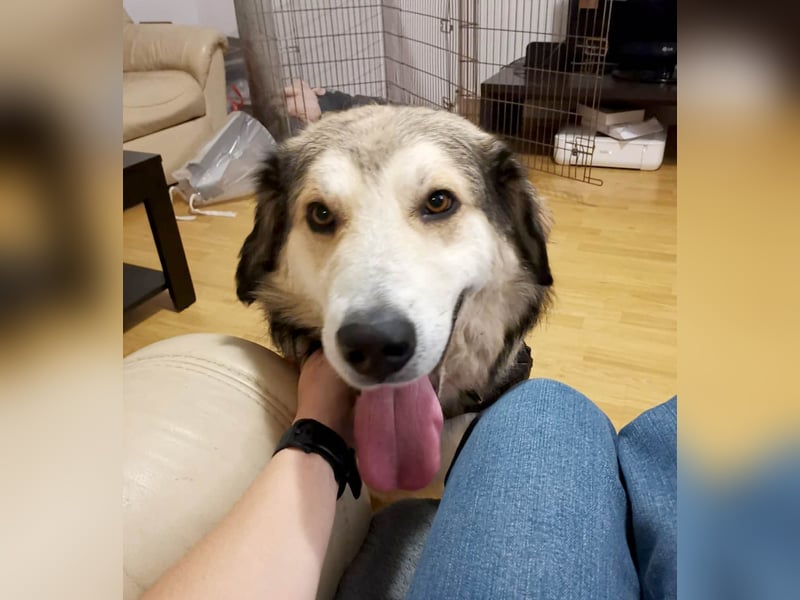 Fistic, süßer Dreibeiner, möchte auch so gerne eine Familie. Wer gibt ihm eine Chance?