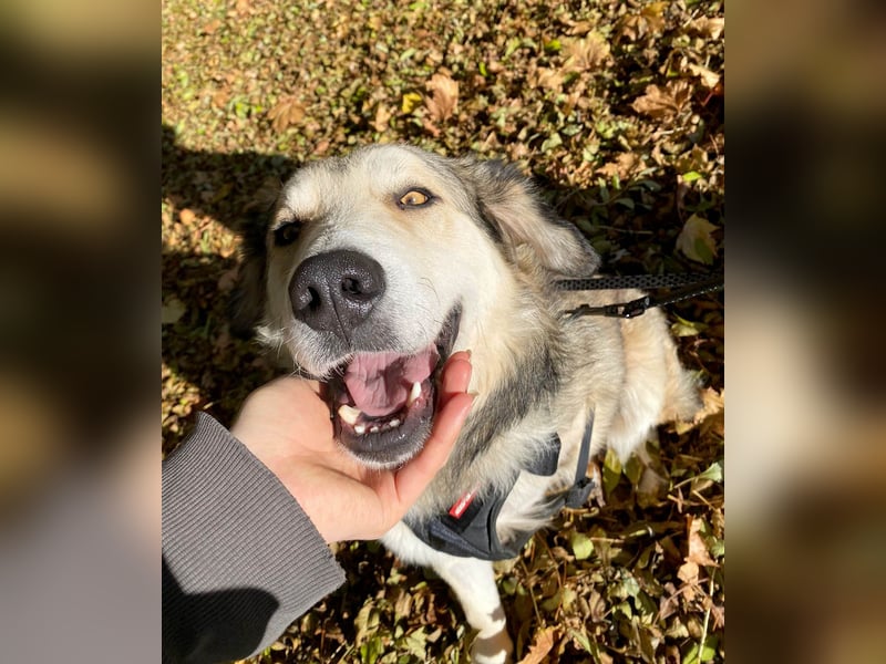 Fistic, süßer Dreibeiner, möchte auch so gerne eine Familie. Wer gibt ihm eine Chance?